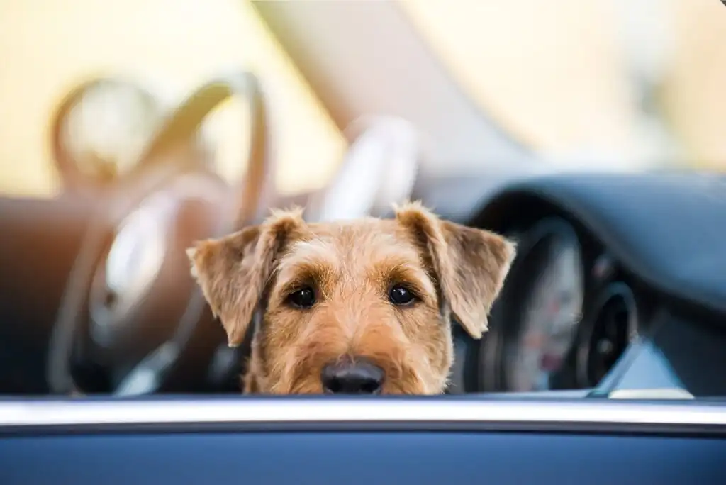 How to Move Long-Distance With a Pet Dog or Cat – Transportation Tips