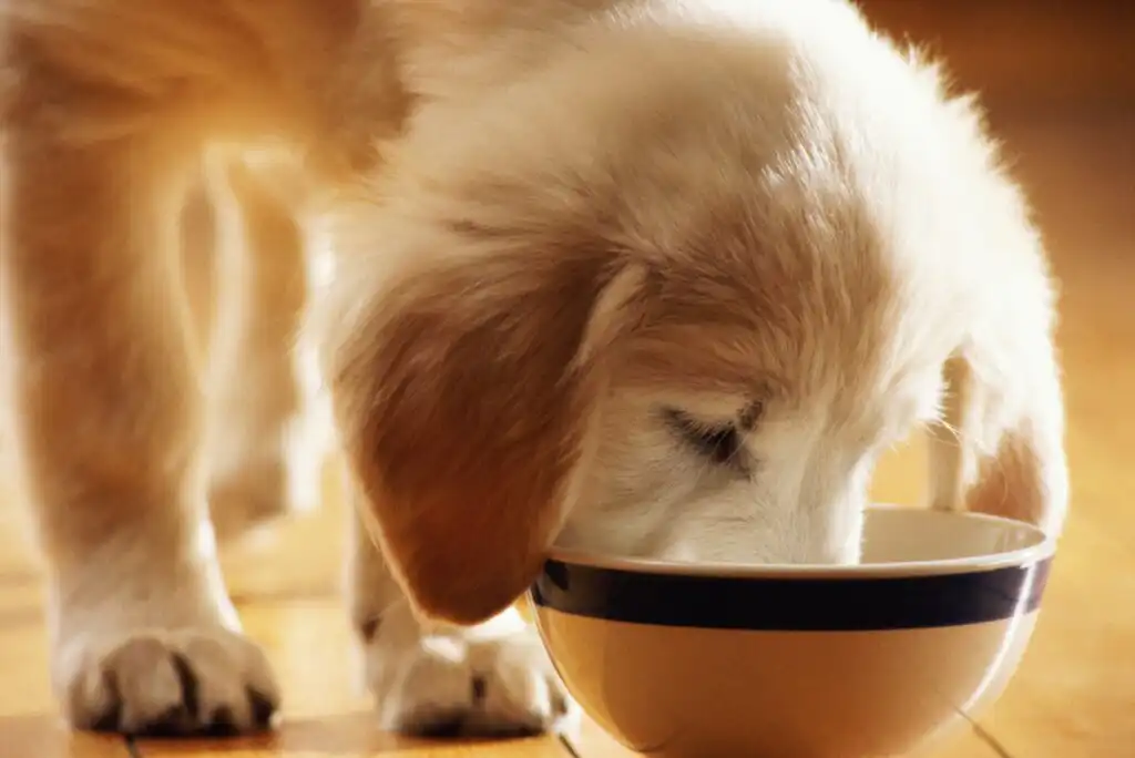 A light-colored puppy with soft fur stands on a wooden floor and eats from a white bowl with a dark stripe, its nose buried in the bowl as it enjoys its meal.